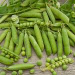 Légumes Secs - Pois Nain à Grain Ridé Karina - 20 m - BIO - face recto